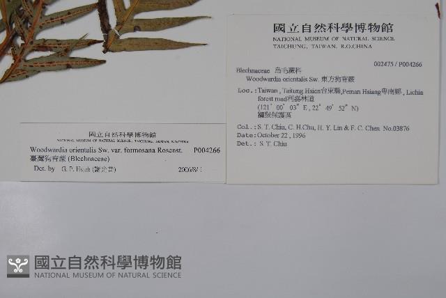 臺灣狗脊蕨藏品圖，第2張