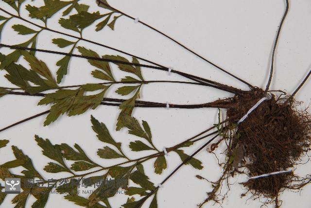 威氏鐵角蕨藏品圖，第3張