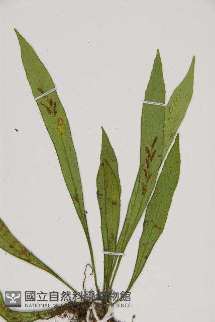 劍葉鐵角蕨、箭葉鐵角蕨藏品圖，第3張