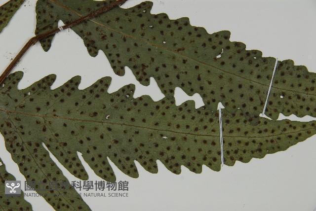 蛇脈三叉蕨藏品圖，第3張