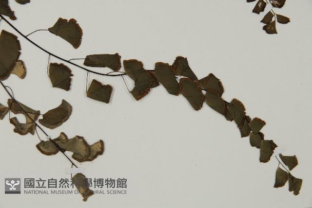 半月形鐵線蕨藏品圖，第3張