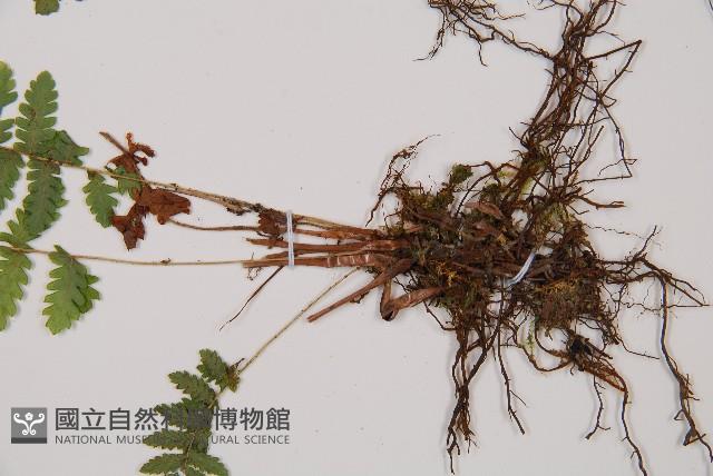 細裂蹄蓋蕨藏品圖，第3張