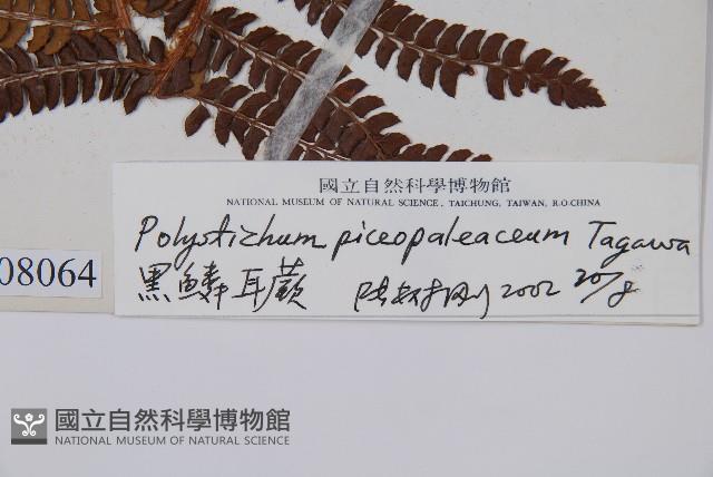 毛蕨藏品圖，第2張