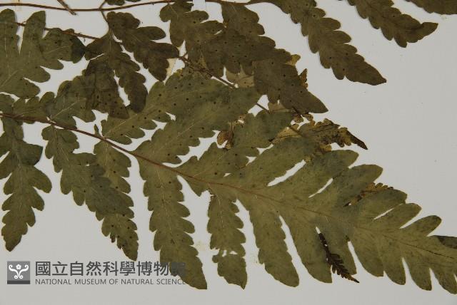 Accession Number:P000046 Collection Image, Figure 3, Total 5 Figures