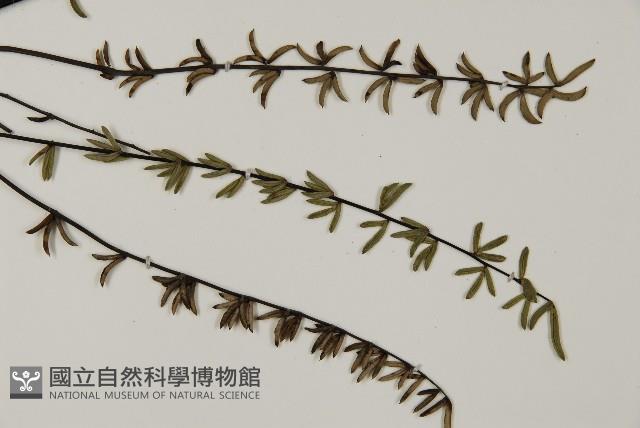 登錄號:P009746藏品圖，第3張