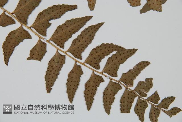 鐮羽貫眾藏品圖，第3張