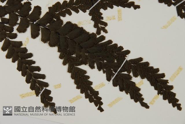 長尾鐵線蕨藏品圖，第6張