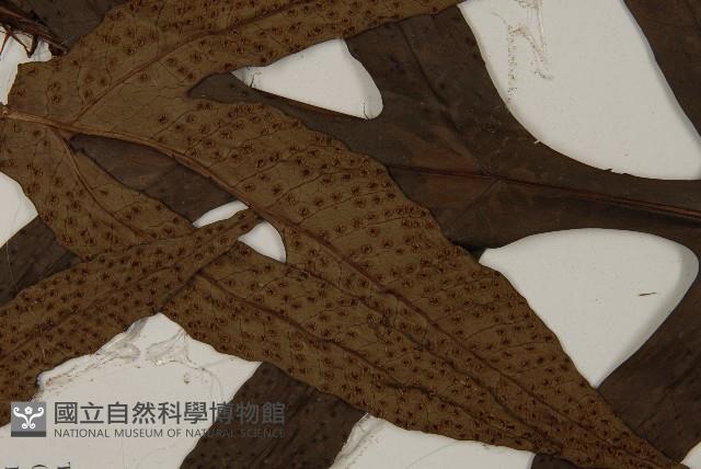 翅柄三叉蕨藏品圖，第3張