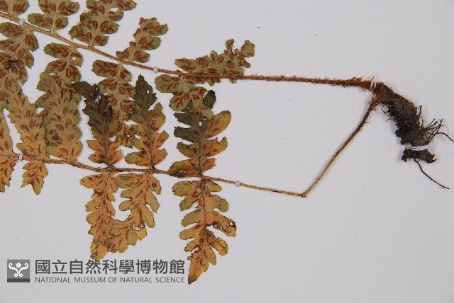 登錄號:P008246藏品圖，第3張