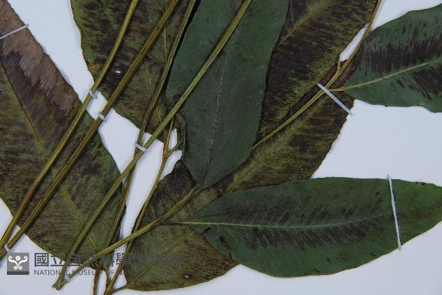 細柄雙蓋蕨藏品圖，第3張