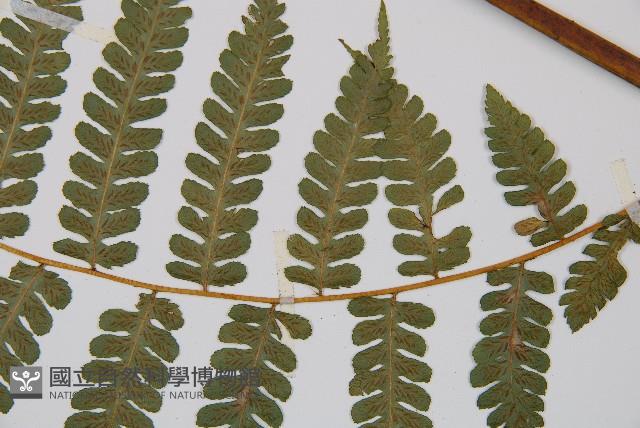 奄美雙蓋蕨藏品圖，第3張