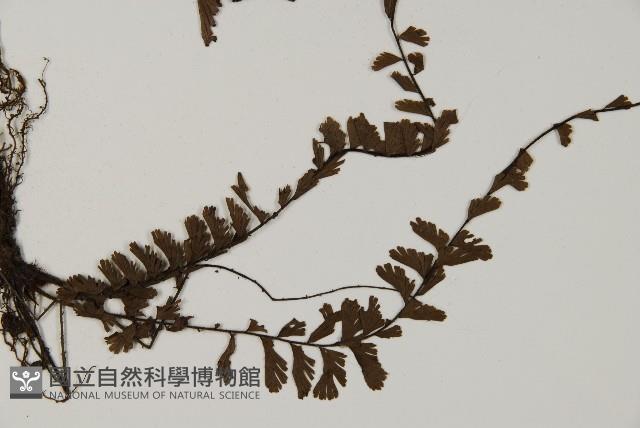 鞭葉鐵線蕨藏品圖，第3張