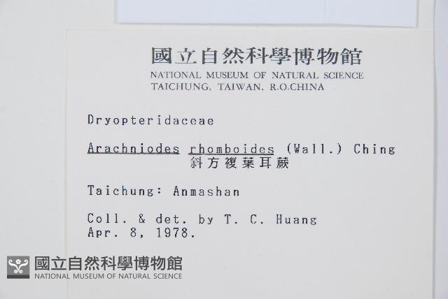 斜方複葉耳蕨藏品圖，第2張