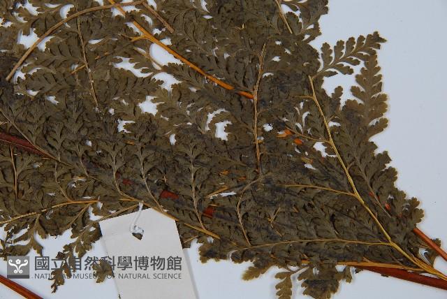 光葉碗蕨藏品圖，第3張