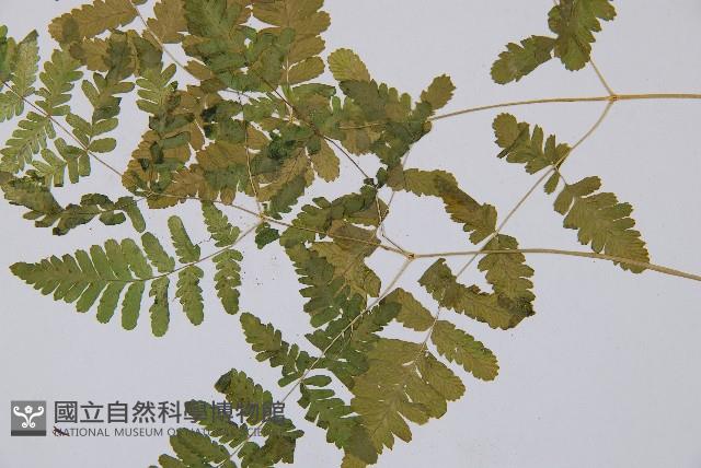 羽節蕨藏品圖，第3張