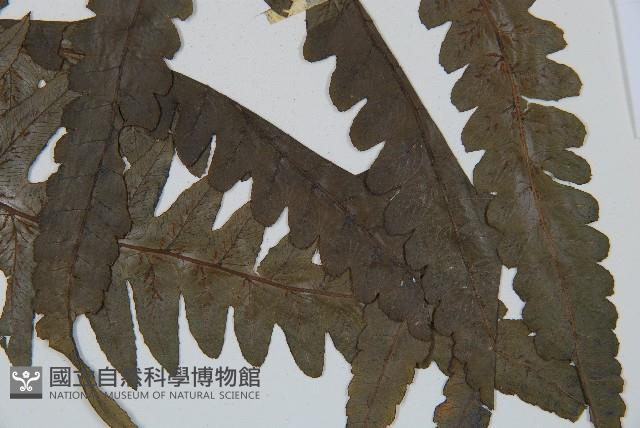 毛柄短腸蕨藏品圖，第3張
