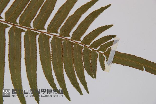 虎克氏鱗蓋蕨藏品圖，第3張