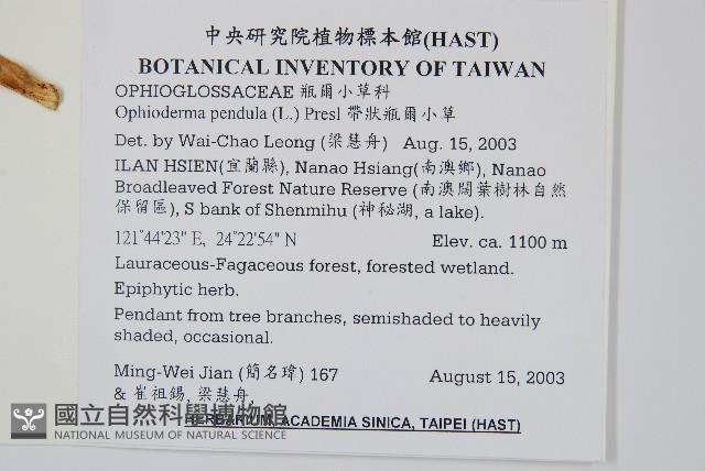 帶狀瓶爾小草藏品圖，第2張