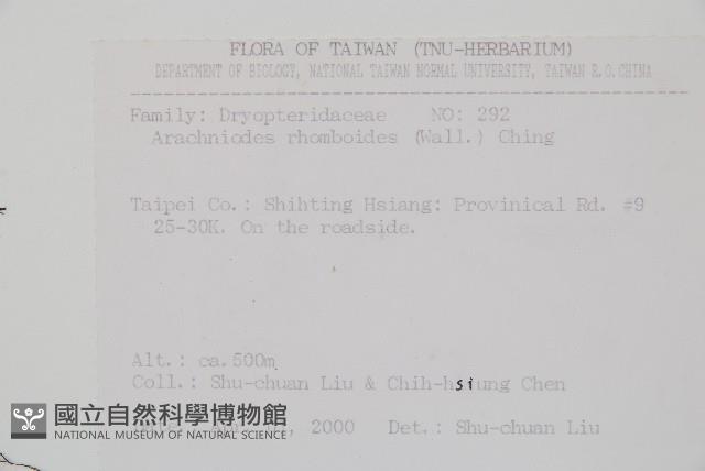 斜方複葉耳蕨藏品圖，第2張