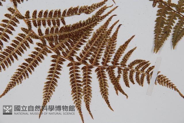 禾稈蹄蓋蕨藏品圖，第2張