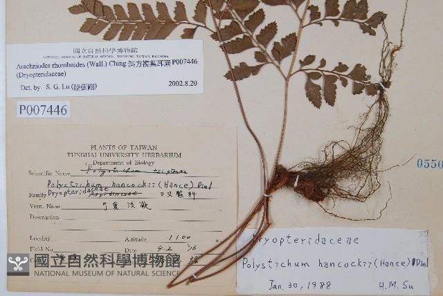 斜方複葉耳蕨藏品圖，第2張