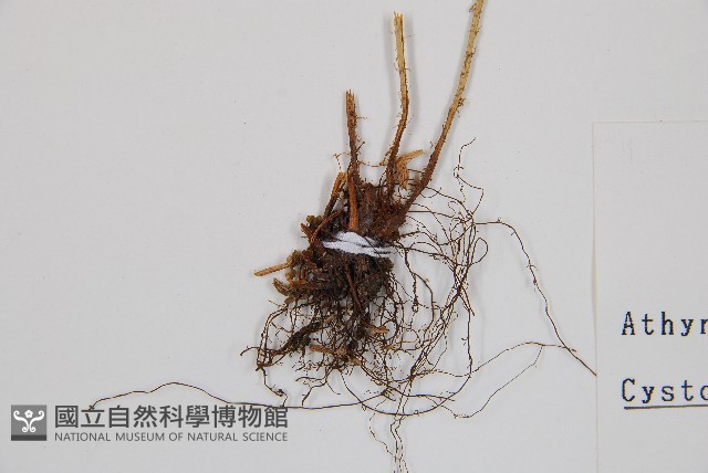 粗柄毛冷蕨藏品圖，第3張