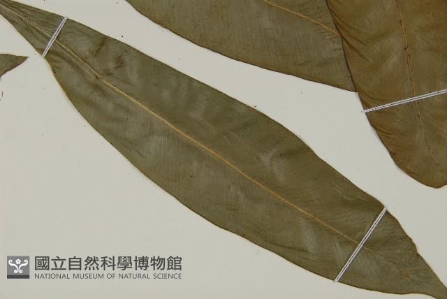 登錄號:P011846藏品圖，第3張