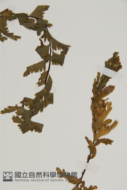 薄葉孔雀鐵角蕨、邊孢鐵角蕨藏品圖，第3張