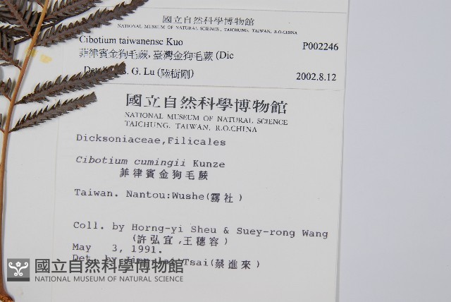 臺灣金狗毛蕨藏品圖，第2張