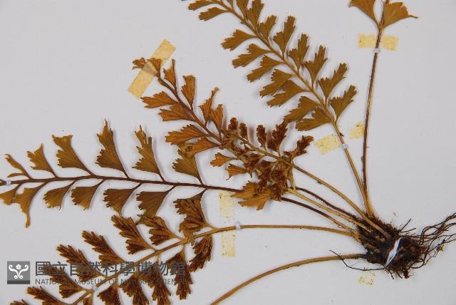 吉永鐵角蕨、斜葉鐵角蕨藏品圖，第3張