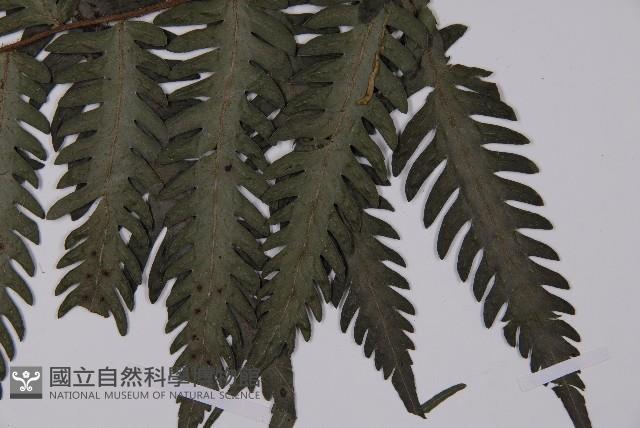 高士佛擬肋毛蕨藏品圖，第3張