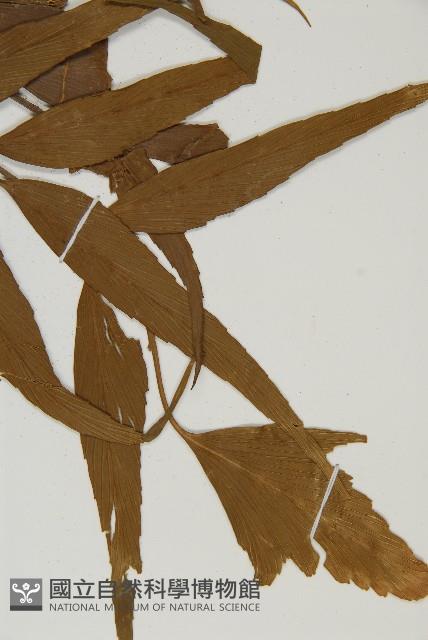 鐮葉鐵角蕨藏品圖，第3張