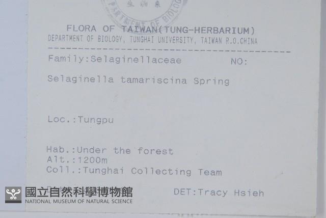 萬年松藏品圖，第2張