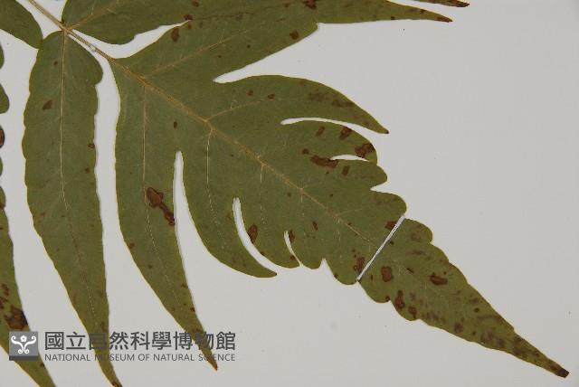 三叉蕨藏品圖，第3張