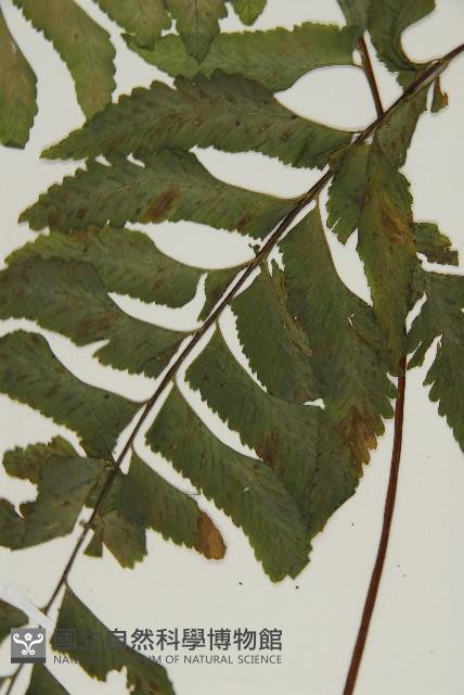剪葉鐵角蕨藏品圖，第3張