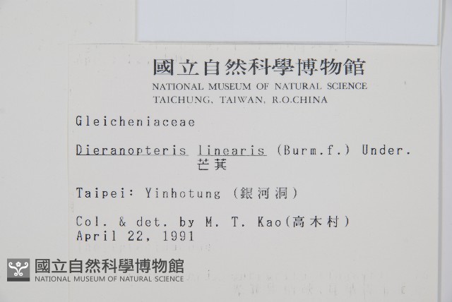 芒萁藏品圖，第2張