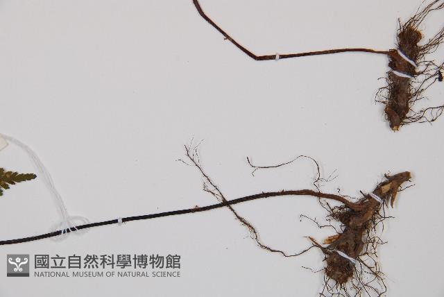 亮毛蕨藏品圖，第3張