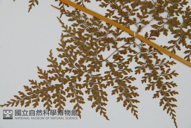彎柄假複葉耳蕨藏品圖，第3張