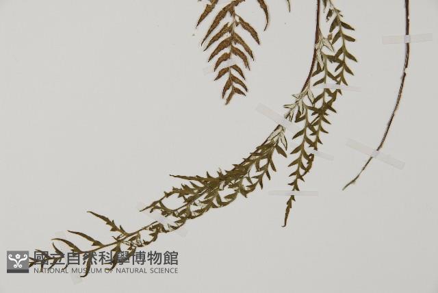 粉葉蕨藏品圖，第3張