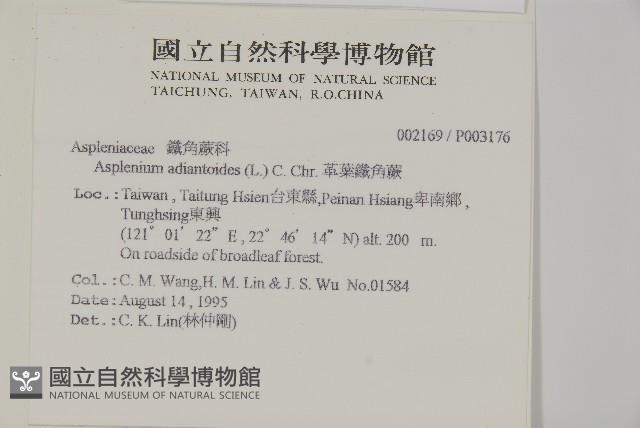 革葉鐵角蕨藏品圖，第2張