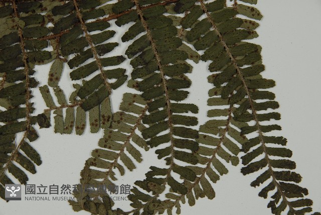 頂囊肋毛蕨藏品圖，第3張