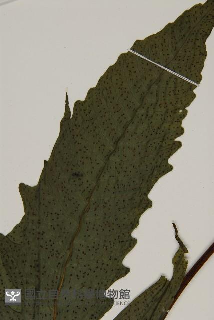 三叉蕨藏品圖，第3張