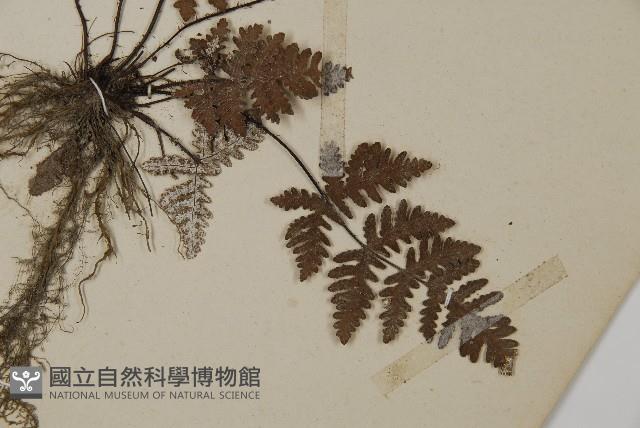 多鱗粉背蕨藏品圖，第3張