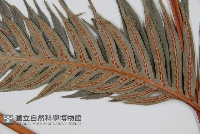 東方狗脊蕨藏品圖，第3張