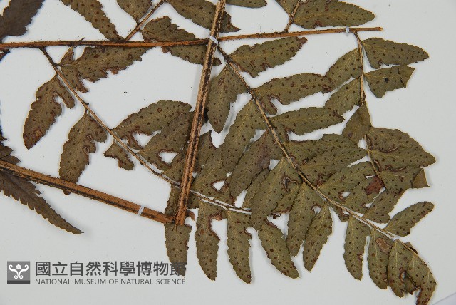 中華複葉耳蕨藏品圖，第3張