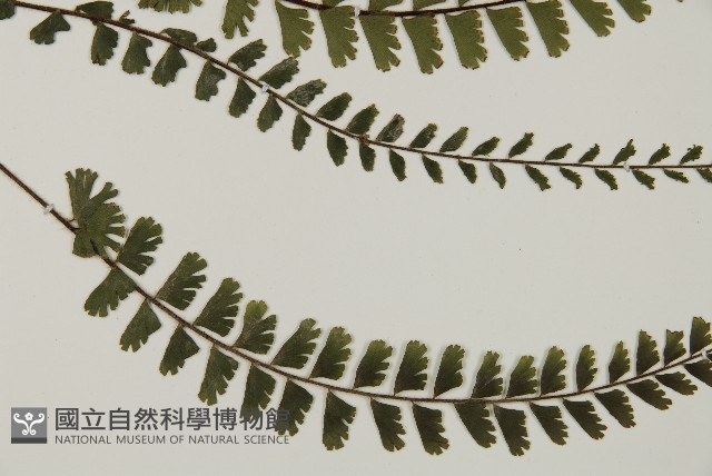 馬來鐵線蕨藏品圖，第3張