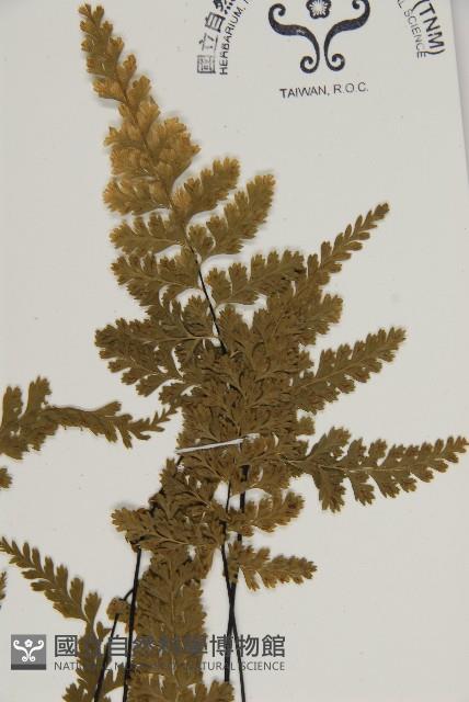 線裂鐵角蕨藏品圖，第3張