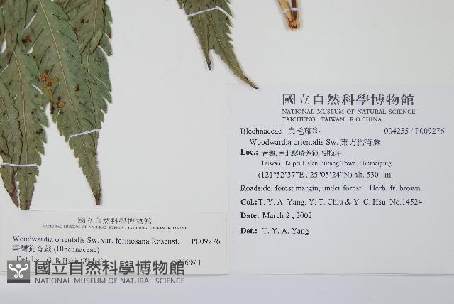 臺灣狗脊蕨藏品圖，第2張