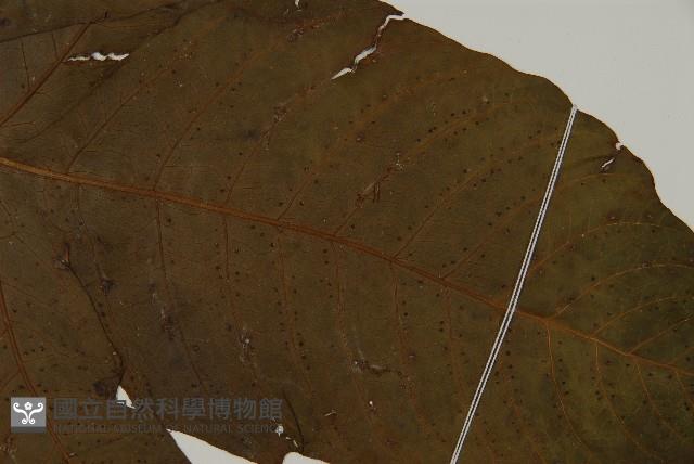 南投三叉蕨藏品圖，第3張