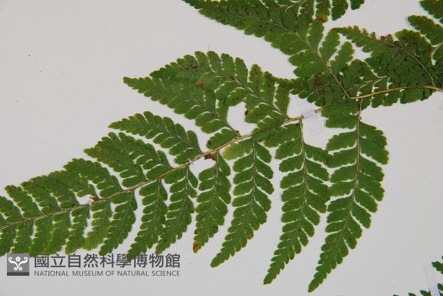 邊緣鱗蓋蕨藏品圖，第3張